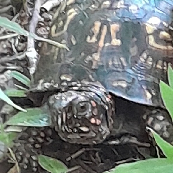 Meet your Posher, Lilly - Picture 4 of 6